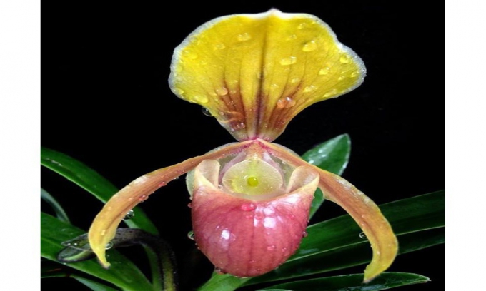 Kỹ thuật trồng lan hài