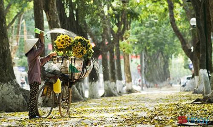 Hanh hao đông ruộm nắng vàng